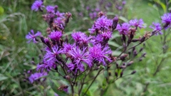 Vernonia gigantea