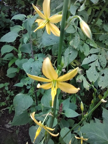 Echeandia longipedicellata image