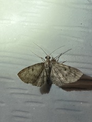 Eupithecia absinthiata