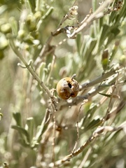 Rhopalomyia obovata