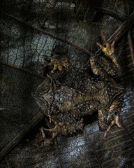 Proceratophrys belzebul