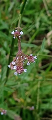 Verbenaceae