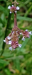 Verbenaceae