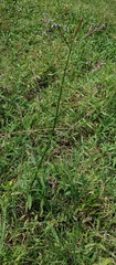Verbenaceae