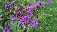 Vernonia gigantea