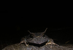 Proceratophrys belzebul