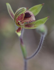Caladenia discoidea
