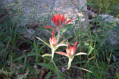 Castilleja lanata