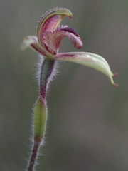 Caladenia discoidea