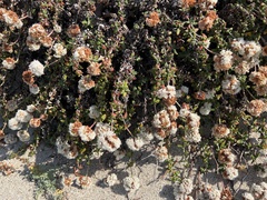 Eriogonum parvifolium
