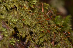 Hypnum circinale