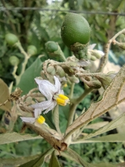 Solanum