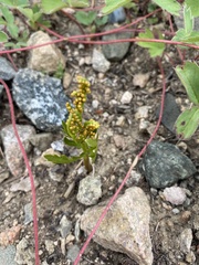 Botrychium lanceolatum