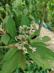 Solanum