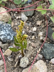 Botrychium lanceolatum