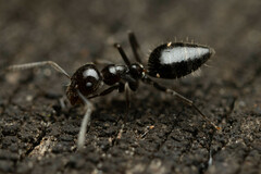 Technomyrmex sophiae