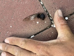 Cicadoidea