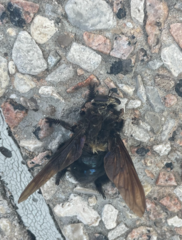 Mallophora leschenaulti