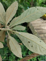 Solanum