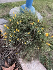 Eschscholzia californica