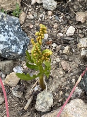 Botrychium lanceolatum