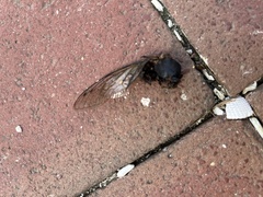 Cicadoidea