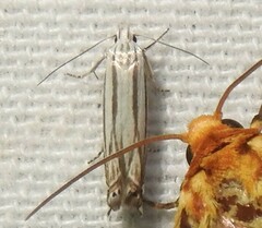 Polyhymno luteostrigella