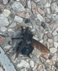 Mallophora leschenaulti