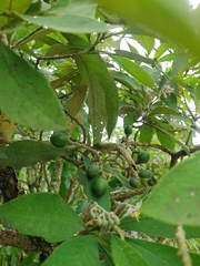 Solanum
