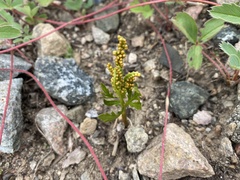 Botrychium lanceolatum