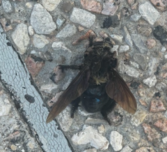 Mallophora leschenaulti