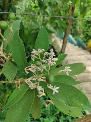 Solanum