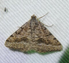 Frederickia s-signata