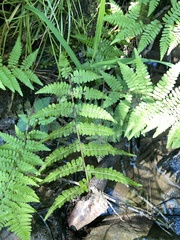 Athyrium asplenioides