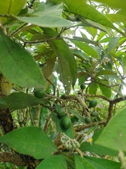 Solanum