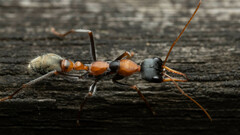 Myrmecia nigrocincta