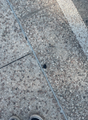 Mallophora leschenaulti