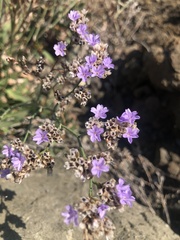 Limonium californicum