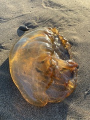 Chrysaora fuscescens