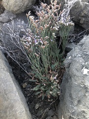 Limonium californicum