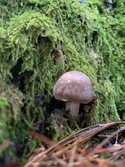 Cortinarius croceus