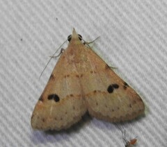 Hemeroplanis historialis