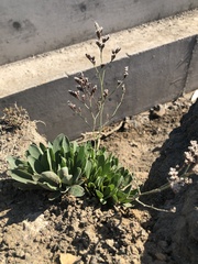 Limonium californicum