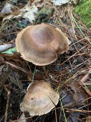 Cortinarius croceus