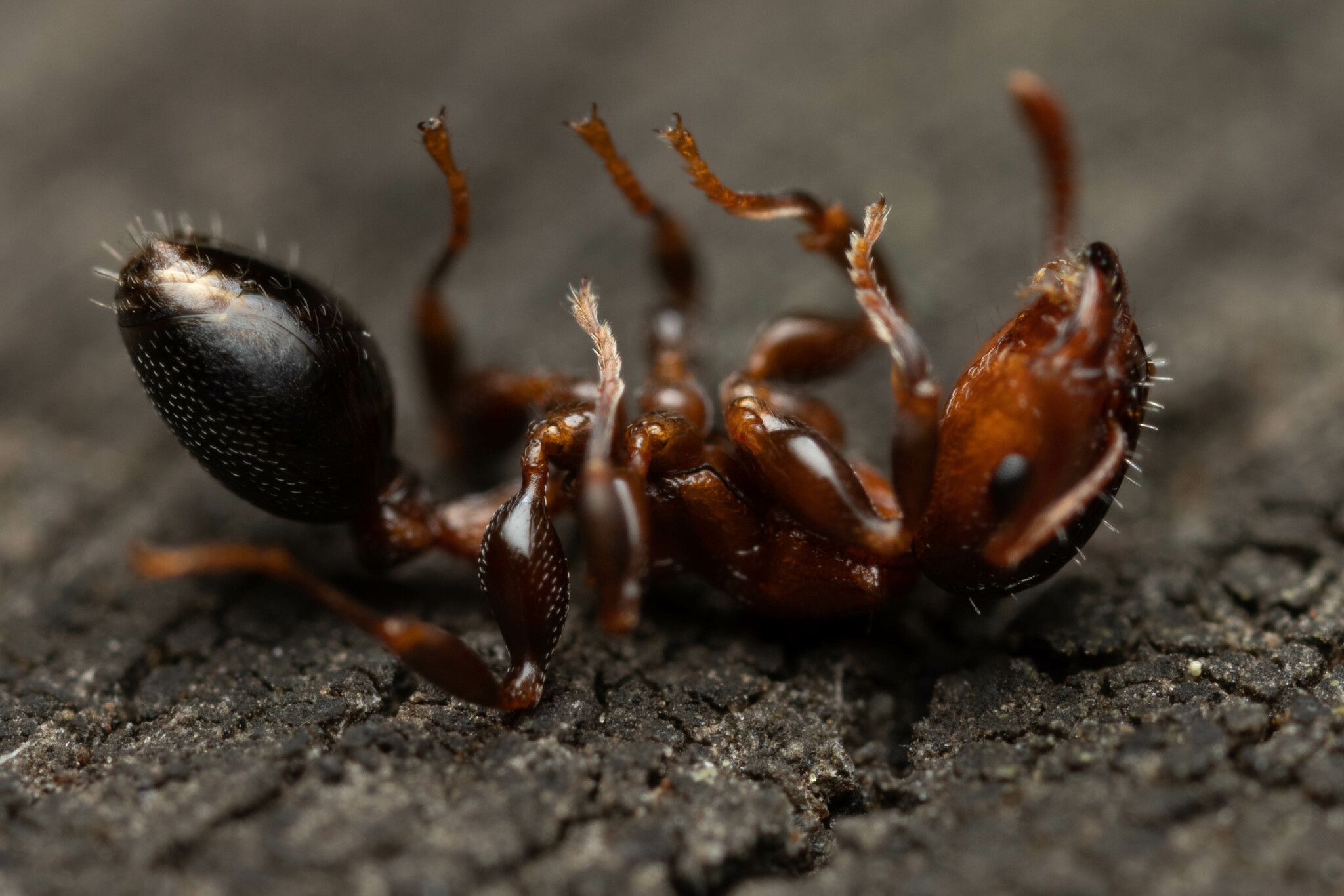 Podomyrma overbecki