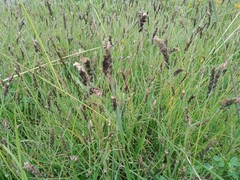 Carex diandra