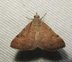 Hemeroplanis rectalis