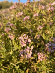Cakile maritima
