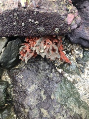 Clathria prolifera