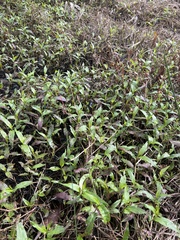 Persicaria decipiens
